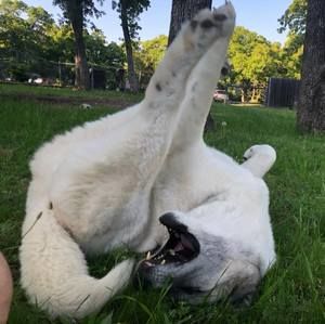 Meet your Posher, Joe